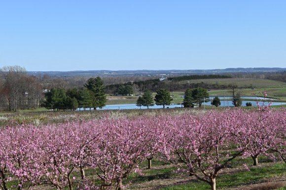 2023-04-02_Orchard_JAK_1827