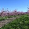 2023-04-02_Orchard_JAK_1836