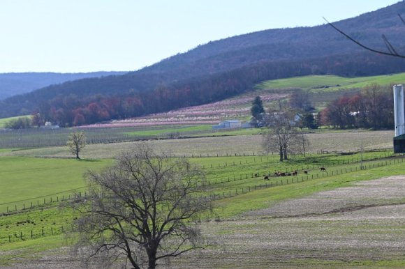 2023-04-02_Orchard_JAK_1851