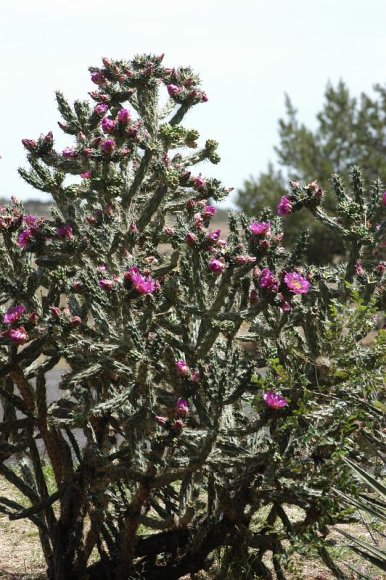 2003-06-17   DSC_1219